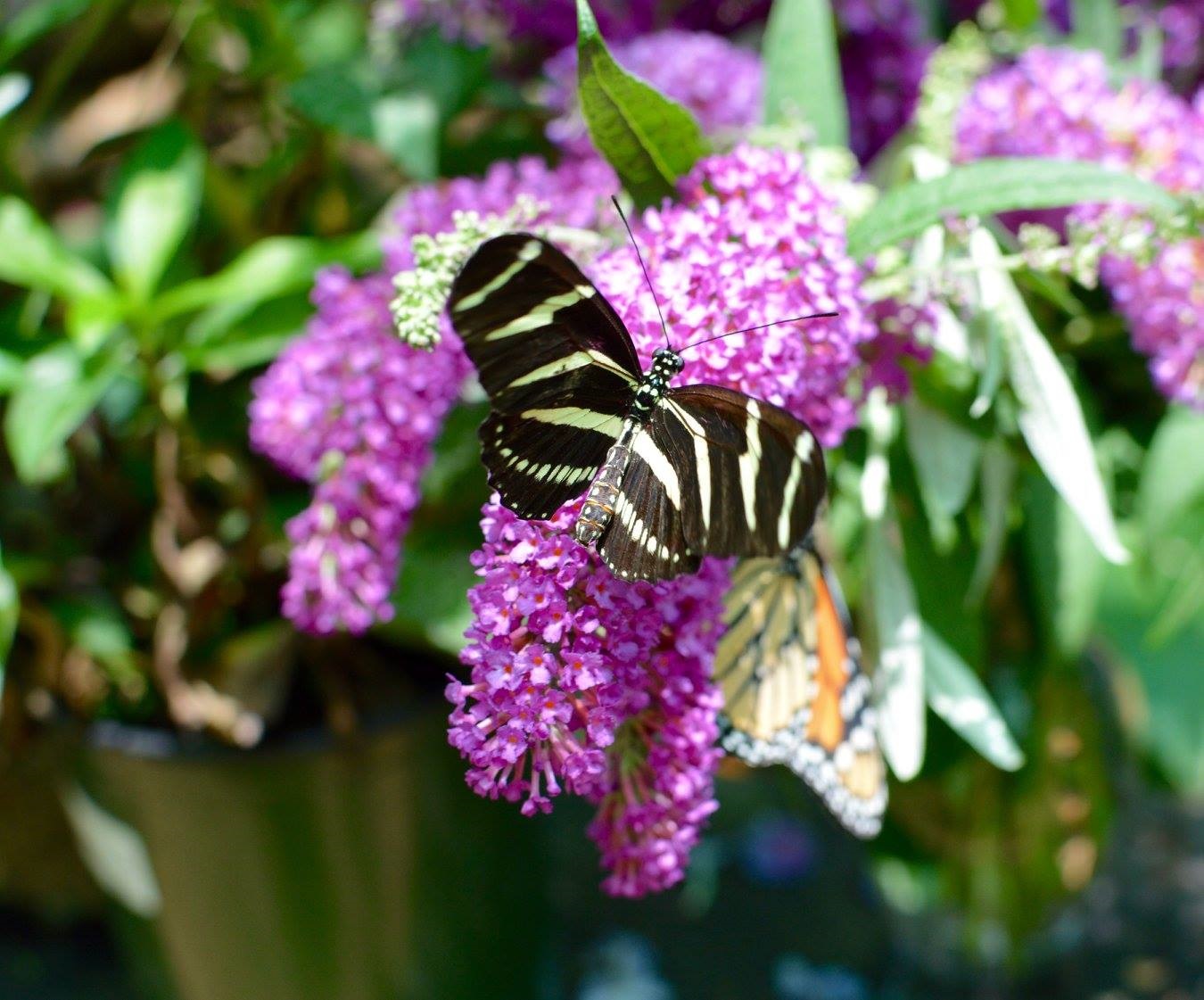 13418440_1218684268172106_590819365635421706_o (1)